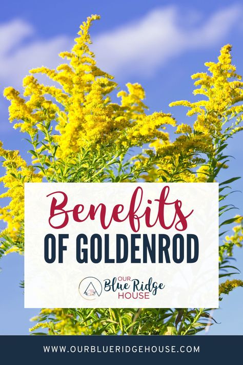 10 Health Benefits of Goldenrod - Our Blue Ridge House Canada Goldenrod Uses, How To Use Goldenrod, Benefits Of Goldenrod, Golden Rod Salve Benefits, Goldenrod Infused Honey, Goldenrod Medicinal Uses, Goldenrod Oil Uses, Golden Rod Tea, Goldenrod Tincture Benefits