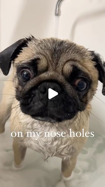 652K views · 81K likes | Cecio the Happy Pug on Instagram: "bathtime 🤺 Cecio

___
#ceciothehappypug
#beautyroutine #pugsofinstagram #doggosbeingdoggos #bathtime #funnydogsofinstagram" Funny Pug Videos, Pug Videos, Pug Gifs, Happy Pug, Pet Shed, Sleepy Dogs, Pugs And Kisses, Cute Puppy Videos, The Pug