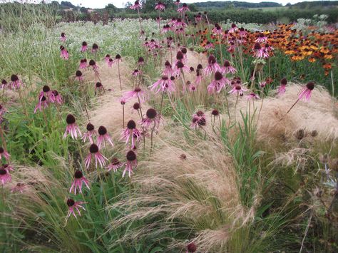 Echinacea pallida planted in amongst grasses - here primarily Stipa tenuissima (not hardy) - could use instead Sporobolus heterolepis (prairie dropseed) or Achnatherum calamagrostis (Stipa  calamagrostis, spear grass) or C. brachytricha (Korean feather reed grass), variegated orange & yellow helenium Prairie Planting, Prairie Garden, Meadow Garden, Grasses Landscaping, Gravel Garden, Grasses Garden, Garden Maintenance, Wildflower Garden, Natural Garden