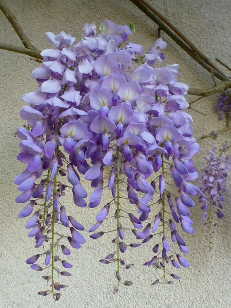 Living the life in Saint-Aignan: The 2017 wisteria bloom Wisteria Plant, Early In The Morning, Pretty Plants, All Things Purple, West Side, Types Of Flowers, Cool Plants, Wisteria, Plant Life