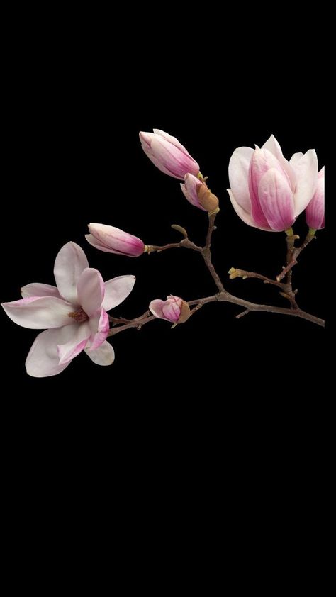 Amazing Insects, Magnolia Branch, Tattoo Flowers, Magnolia Flower, Beautiful Flowers Pictures, Watercolor Inspiration, Art Styles, Exotic Flowers, Flower Beauty