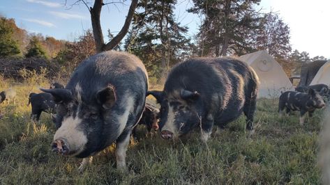 Ossabaw Island Hog — Autumn Olive Farms The Pig At Combe, Ossabaw Island, Pig Island, Pastured Pigs, Autumn Olive, Ossabaw Island Pigs, Wild Pig, Pig Trail Scenic Byway, Animal Inspiration