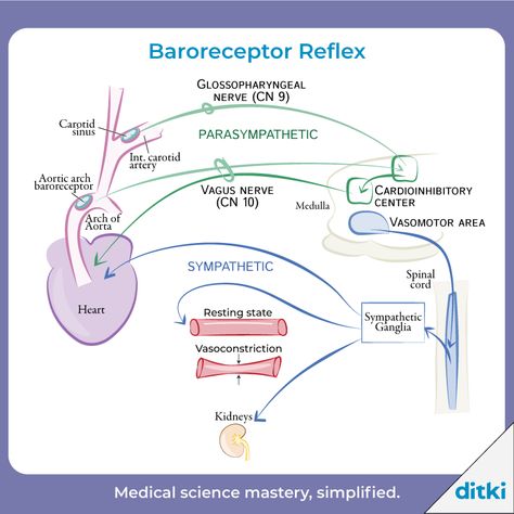 Our new Physiology art is popping up every day!   Check out our newest illustrations: https://ditki.com/course/physiology  #ditki #usmle #meded #medschool #medstudent #highered #physiology #mededart #medicalillustrations #glowup #nursing #pance #physicianassistant #osteopath #allopath #medicine #science #healthscience #nurse #premed #mcat #mbbs Physiology Art, Heart Facts, Nursing 101, Basic Science, Airbnb Promotion, Study Flashcards, Active Learning, College Advice, Medical School Studying