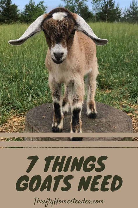 Homemade Goat Feeders, Toys For Goats To Play With, Goat Building Ideas, Goat Feeding Ideas, Goat Sleeping Area, Goat Watering System, Goat Corral Ideas, Goat Bedding Ideas, How To Raise Goats