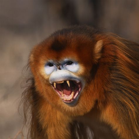 Golden Snub Nosed Monkey, Woolly Monkey, Snub Nosed Monkey, Monkey Smiling, Gold Monkey, Monkey Cute, Snub Nose, Monkey Funny, Types Of Monkeys