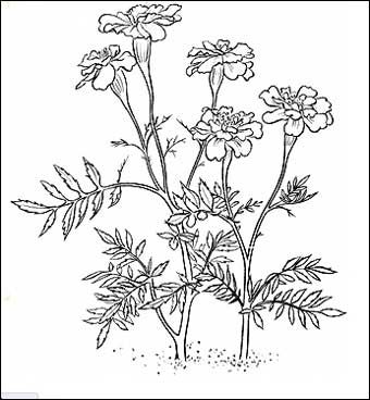 Marigold Botanical Drawing, How To Draw Marigolds, Marigold Line Drawing, Columbine Tattoo, Marigold Drawing, Marigold Tattoo, Printable Flower Coloring Pages, Flower Line Drawings, Marigold Flower