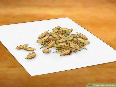 How to Grow Fennel: 8 Steps (with Pictures) - wikiHow Growing Fennel, Soil Layers, Food System, Hardy Perennials, Replant, Home Grown, Fennel Seeds, Planting Herbs, Garden Tips