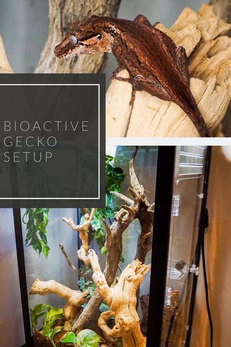 DIY Gargoyle or Crested Gecko Setup. This was done using cheap material to make my own soil, in addition to using a conversion kit from iheartgeckos.com to turn this aquarium into a front opening enclosure. Click to find out more! #bioactivesetup #gargoylegecko #crestedgecko Bioactive Vivarium Gargoyle Gecko, Bioactive Crested Gecko Enclosure, Gargoyle Gecko Terrarium, Gargoyle Gecko Enclosure, Diy Gargoyle, Gecko Setup, Crested Gecko Enclosure, 29 Gallon Aquarium, Gecko Enclosure