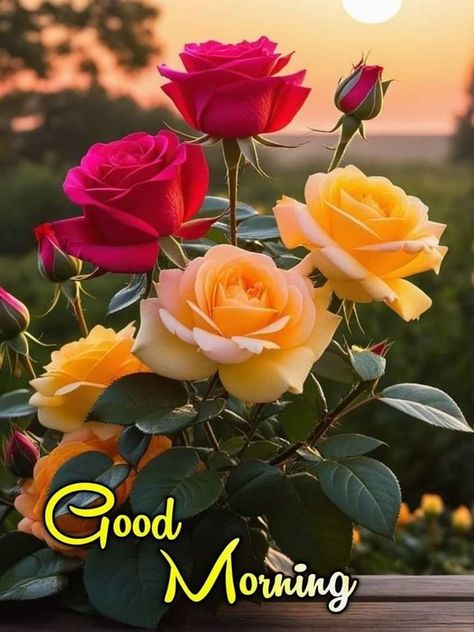 Good Afternoon Images Hd, Happy Morning Images, Life Mantra, Free Good Morning Images, Good Morning Msg, Good Morning Tea, Good Morning Flowers Rose, Good Morning Saturday, Good Morning Nature