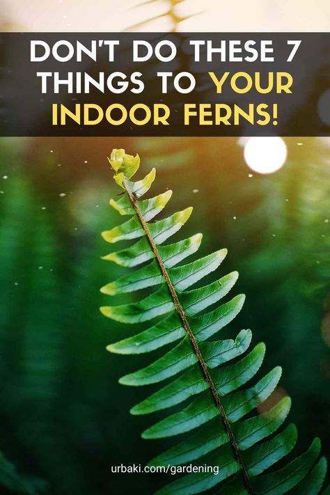 7 things you should avoid doing to your Ferns if you want them to thrive! 1. Should I over-water my ferns? Do not let Ferns sit in water, although they do require frequent watering. 2. Should I put my fern in direct sunlight? Don't put your Fern in direct sunlight. 3. Can my indoor fern live in the dark? Don't leave your Fern in complete darkness. 4. What kind of soil should I use for my indoor fern? Don't use old soil when considering what kind of soil to use. Opt for nutrient-rich soil...