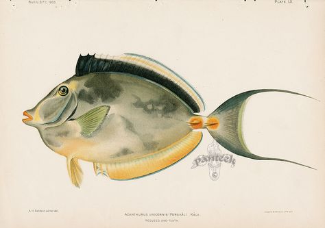 Acanthurus unicornis, K'ala from United States Fish Commission Volume 23 Bien Fishes Hawaii 1903 Hawaiian Fish, Sea Life Art, Sea Art, Russian Art, Framed Painting, Fish Art, Antique Prints, National Museum, Sea Life