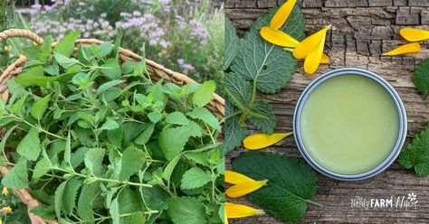 Articles Lemon Balm Salve, Homemade Healing Salve, Cold Sore Lip, Nerdy Farm Wife, Herb Ideas, Diy Lip Balm Recipes, Lip Balm Recipe, Apothecary Products, Healing Salve