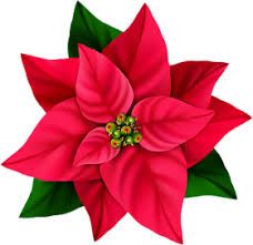 Poinsettia Flower Drawing, Christmas Symbols, Poinsettia Plant, Flower Png Images, Hawaiian Christmas, Transparent Flowers, Poinsettia Flower, Christmas Flowers, Christmas Paintings