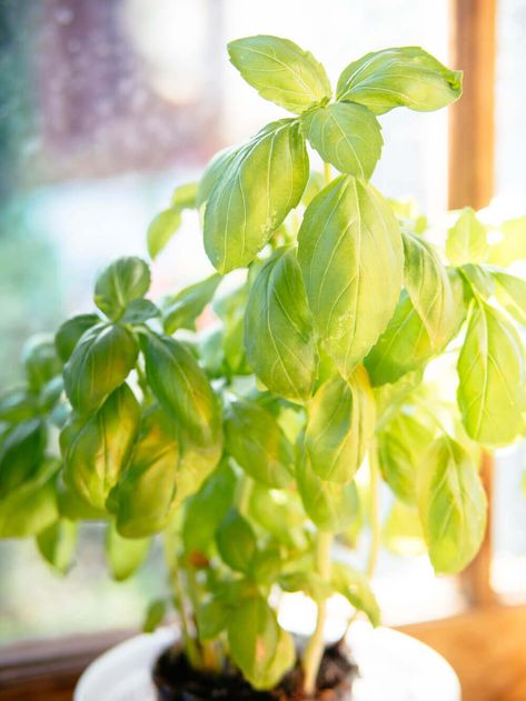 Gardening Quick Tip: Transplant Your Supermarket “Living Herbs” Basil Health Benefits, Basil Smash, Beverage Cart, Growing Herbs Indoors, Growing Basil, Backyard Buildings, Backyard Garden Landscape, Healthy Herbs, Gardening 101