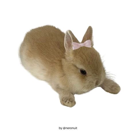 Bunny Carrd Png, Bunny Png Aesthetic, Bunny Widget Icon, Animal Png Aesthetic, Coquette Png Transparent, Bunny Icon Png, Coquette Cutouts, Bunny Icon Aesthetic, Bunny White Background