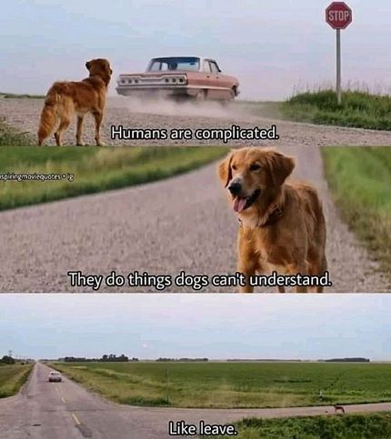 Why? Dogs Purpose Quotes, A Dogs Purpose Quotes, A Dogs Purpose Movie, A Dog's Journey, A Dogs Purpose, Purpose Quotes, Dog Movies, Movie Lines, Dog Quotes