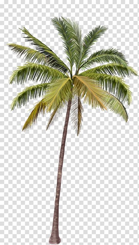 Coconut Tree Illustration, Coconut Tree Png, Tree Render, Stone Tile Texture, Mexican Fan Palm, Sky Photoshop, Palm Tree Background, Photoshop Landscape, Palm Tree Island