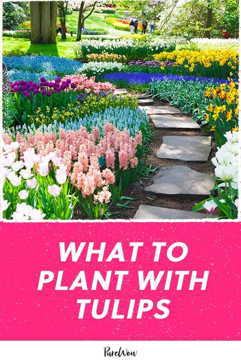 Tulip Daffodil Garden, What To Plant With Tulips, Tulip Garden Layout, Tulips Garden Design, Types Of Tulips, Best Companion Plants, Low Water Gardening, Planting Tulips, Companion Plants