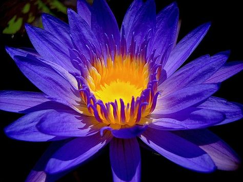 From Andrew Davis in FB. Really great site for some amazing floral pictures. see: https://www.facebook.com/media/albums/?id=1631646546 Egyptian Water Lily, Floral Pictures, Purple Garden, Flowers Petals, Designer Evening Gowns, Painting Inspo, Floral Photography, Aquatic Plants, Water Lily