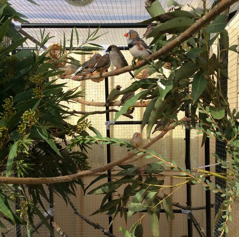 My finches look like they're in paradise after adding all the fresh branches after my walk in the hills :) Finch Cage Ideas, Indoor Aviary Ideas, Parrot Room, Finch Aviary, Aviary Design, Indoor Aviary, Pigeon Aviary, Bird Enclosure, Bird Room Ideas