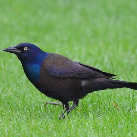 Common Grackle, Bird Deterrents, Bird Control, What Is A Bird, Crows And Ravens, Common Birds, Creepy Crawlies, Creative Painting, Backyard Birds