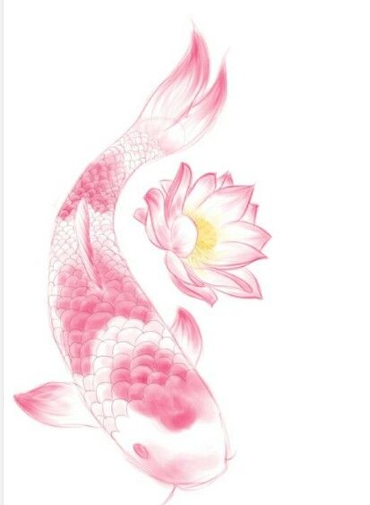 coy fish and lotus flower Koi Fish, A Flower, Koi, Lotus, Fish, Water, Pink, White