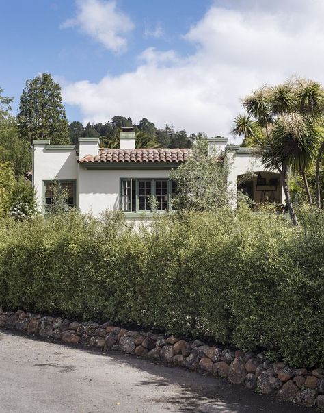 I replaced a fence with a hedge of Pittosporum tenuifolium ‘Silver Sheen’. The price difference for small plants versus established shrubs was more than $1,000. Within 18 months, the small plants had grown in thickly and the hedge was more than six feet tall. #gardenista Pittosporum Hedge, Pittosporum Silver Sheen, Garden Remodel, Pittosporum Tenuifolium, Yard Privacy, Privacy Hedge, Matthew Williams, Mediterranean Landscaping, California Garden