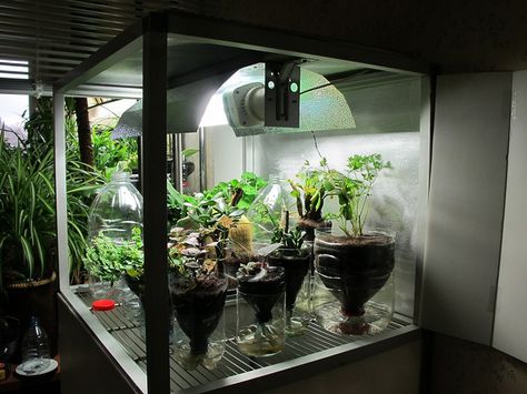 Home made Grow box by Plant-in, via Flickr Hydroponic Grow Systems, Growing Food Indoors, Grow Boxes, Box Tutorial, Growing Roses, How To Attract Birds, Hydroponics System, Hydroponic Gardening, Indoor Gardening