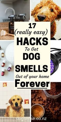 How to get rid of dog smell. Don't be one of these dog owners that insist their home doesn't smell. Your house SMELLS of Dogs! Now sort it OUT! Dog Pee Smell, Holistic Dog Care, Pee Smell, Smelly Dog, Dog Remedies, Pet Smell, Dog Urine, Ouzo, Dog Smells