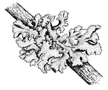 Lichen Illustrations  By Alexander Mikulin (mag@proaxis.com)   Platismatia glauca Lichen Tattoo, Moss Sketch, Moss Drawing, Lichen Drawing, Lichen Illustration, Lichen Painting, Nature Forms, Moss Illustration Botanical Prints, Lichen On Rocks