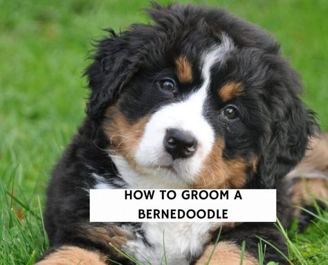 How to Groom a Bernedoodle in 7 Steps! (2022) - We Love Doodles How To Groom A Bernedoodle, Bernedoodle Haircuts, Flea Shampoo For Dogs, Goldendoodle Grooming, Dog Grooming Tubs, Dog Grooming Tools, Mini Bernedoodle, Bernedoodle Puppy, Dog Grooming Tips