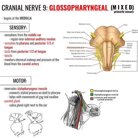 Cranial Nerve 9, Glossopharyngeal Nerve Cranial Nerves Speech Pathology, Glossopharyngeal Nerve, What Is Intelligence, Cranial Nerves Mnemonic, Nerve Anatomy, Medical Transcription, Speech And Hearing, Carotid Artery, Facial Nerve