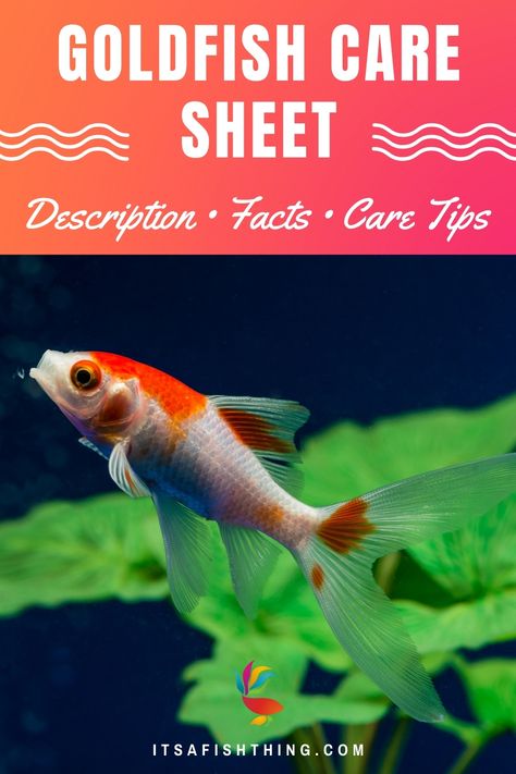 photo of a goldfish swimming in an aquarium. Small Goldfish Tank, Gold Fish Tank Set Up, Plants For Goldfish Tank, Goldfish Care Tips, How To Take Care Of Goldfish, Gold Fish, Goldfish Care Guide, Goldfish Community Tank, Goldfish Types Chart