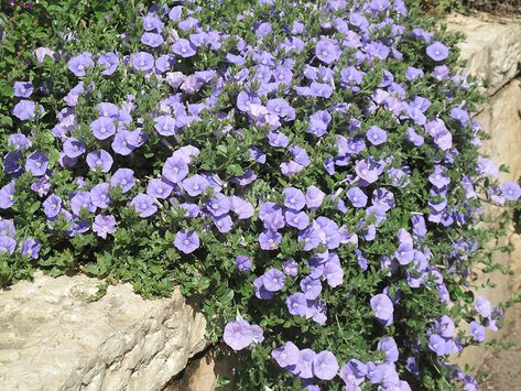 Convolvulus sabatius Viv. | Plants of the World Online | Kew Science Convolvulus Sabatius, Australian Plants, New Zealand North, Vascular Plant, Biome, Landscaping Plants, Canary Islands, Planting Seeds, Botanical Gardens