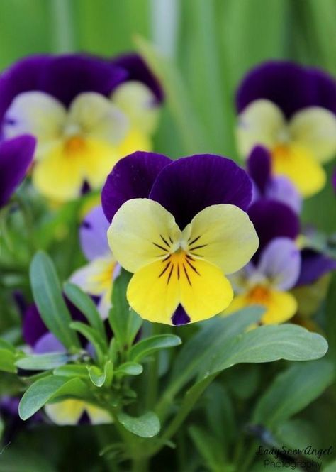 ♔ Violettes & Fleurs de Pensée Christ Is King, Yellow Pansies, Pansy Flowers, Yellow Violet, Pansy Flower, Long Books, Purple Pansy, Pansies Flowers, Wallpaper Nature Flowers