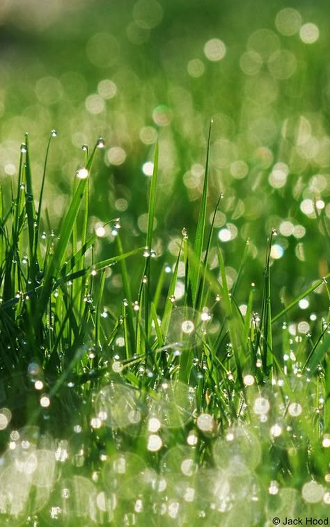 Relaxing Rain Sounds, Bokeh Photography, Drops Of Water, Morning Dew, Water Photography, Dew Drops, Water Droplets, Green Nature, Rain Drops