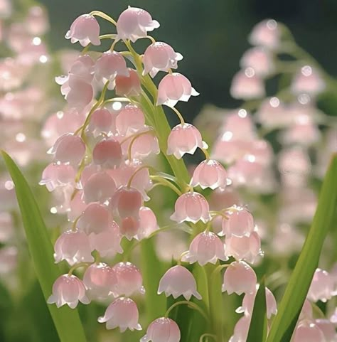 Pink Lily Of The Valley, Bed Of Flowers, Lily Of The Valley Flowers, Valley Flowers, Lawn Art, Boquette Flowers, Flower Painting Canvas, Nothing But Flowers, Flower Therapy