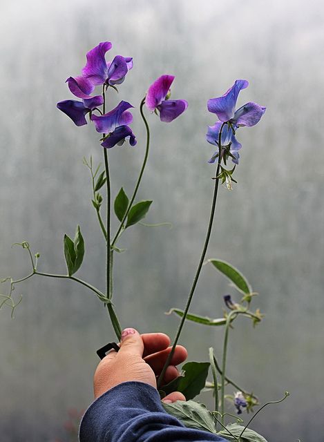 Sweet Pea Tattoo, Lathyrus Odoratus, Sweet Pea Plant, Vine Tattoo, Sweet Pea Flowers, Pea Flower, Month Flowers, Different Flowers, Flower Photos