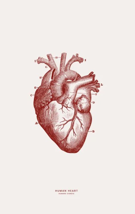 Heart Organ, Anatomical Heart Art, Heart Anatomy, Medical Wallpaper, Color Wallpaper Iphone, Heart Poster, Glass Print, Anatomical Heart, Flora Fauna