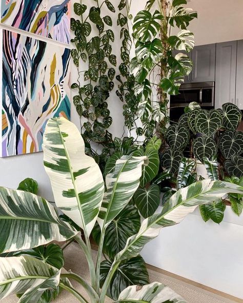 Where to Buy Rare Houseplants Online | Leaf and Paw Iron Plant, Variegated Plants, Plant Aesthetic, Monstera Plant, House Plants Decor, House Plants Indoor, Pretty Plants, Foliage Plants, Plant Mom