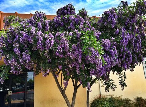 Texas Mountain Laurel Arizona Backyard Landscaping, Texas Mountain Laurel, Drought Tolerant Trees, Arizona Backyard, Laurel Tree, Mountain Laurel, Landscape Ideas, Drought Tolerant, Backyard Landscaping