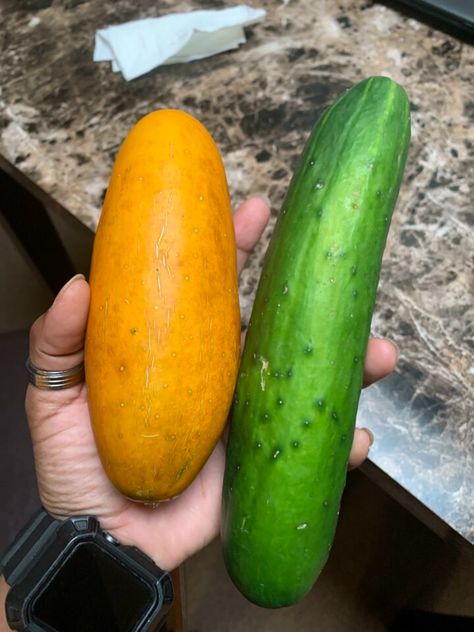 Why Are My Cucumbers Orange - A Reason You Must Know! 1 Yellow Cucumbers What To Do With, Different Types Of Cucumbers, Cucumber Orange Water, Saving Cucumbers, Benefits Of Eating Cucumbers, Too Many Cucumbers, Oranges Benefits, Yellow Cucumber, Cucumber Canning