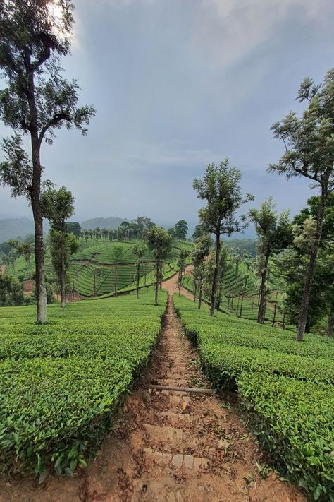 The stunning hills of Nilgiris is always an inviting destination for nature lovers but why not take a tea tour to the lovely lush greenery of over 100 years old tea estates of Nilgiri tea Plantations which is famous for their lovely strong, black and aromatic tea. You could start your trip from Coonoor and try out some of the exotic teas at the Tranquilitea Tea Lounge. Staying amidst these beautiful tea plantations in India will give you a lifetime experience of peace and tranquillity. Nilgiris Hills, Green Grass Field, Tea Lounge, Black Tea Blends, Tea Estate, Western Ghats, The Blue Mountains, Darjeeling, Beautiful Locations Nature