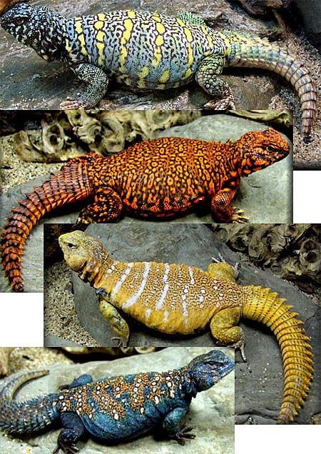 I miss my Izzy... Spiny Tailed Lizards (Uromastyx) are primarily herbivorous, but occasionally eat insects, especially when young. They spend most of their waking hours basking in the sun, hiding in underground chambers at daytime or when danger appears. They tend to establish themselves in hilly, rocky areas with good shelter and accessible vegetation. Egyptian Uromastyx Lizard, Uromastyx Lizard Enclosure, Uromastyx Lizard, Lizard Craft, Desert Dweller, Lizard Tank, Chameleon Lizard, Cute Reptiles, Chameleons