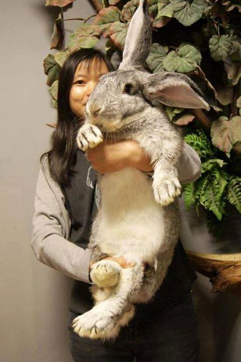 Flemish Giant Rabbit - Not really feasible for meat production, but I really want one for a pet. I will hug him and hold him and call him George. ;) Giant Flemish Rabbit, Flemish Rabbit, Tapsi Hapsi, Flemish Giant Rabbit, Rabbit Stuff, Giant Rabbit, Flemish Giant, Giant Bunny, Bunny Stuff