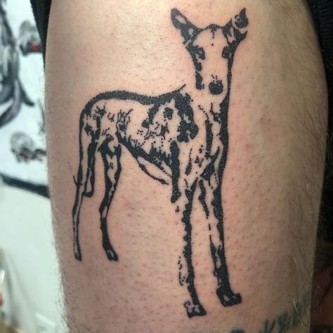 Dog Stomach Tattoo, Edgy Dog Tattoo, Snarling Dog Tattoo, Hound Dog Tattoo, Hound Tattoo, Elegant Dog, Food Tattoos, Ibizan Hound, Cute Little Tattoos