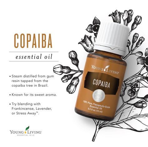 This sweet aromatic oil goes well with Frankincense, Lavender, or Stress Away. What's your favorite oil to blend Copaiba with?  http://yldist.com/teamtimelesshealthscottandlauralee/ Frankincense Essential Oil Uses, Copaiba Oil, Copaiba Essential Oil, Essential Oils For Kids, Young Living Essential Oils Recipes, Essential Oils For Sleep, Yl Essential Oils, Aromatic Oils, Living Essentials Oils