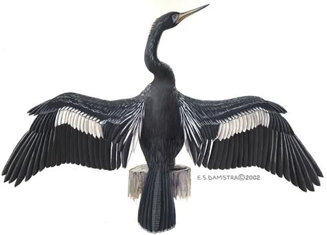 ADW: Anhinga anhinga: INFORMATION Anhinga Tattoo, Anhinga Bird, Sankofa Bird, Petit Tattoo, Insect Tattoo, Mommy Tattoos, Black And White Birds, Native American Patterns, Tattoo Portfolio