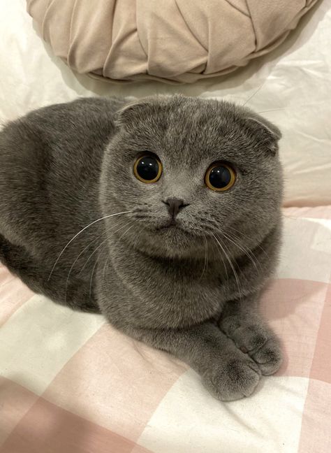 Cute Kittys, Scottish Fold Cats, Scottish Fold Kittens, Gathered Top, Dream's Cat, British Shorthair Cats, Grey Cat, Cute Cats Photos, New Toy