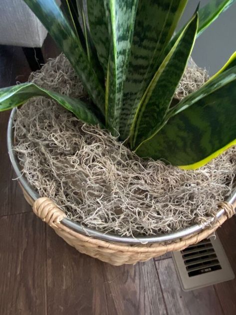 We have a bunch of house plants but something always looked off about them. I always put the pots on nicer baskets, but l still felt like something was missing. This hack was an easy and cheap way to make them look more expensive, and it literally only took me 5 minutes! What I used: Brown backing paper Spanish moss First, I took some brown packing paper from one of the deliveries we had this week, and folded it up to about the size of the basket the plant was in. Then I rippe… Plants In Baskets Indoor, Brown Packing Paper, Plants In Baskets, Fake Potted Plants, Creative Planter, House Planter, House Plant Pots, Plant Pot Decoration, Packing Paper